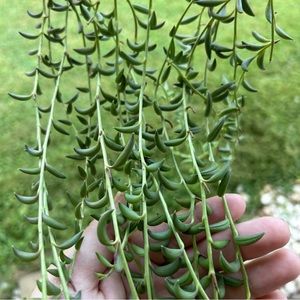 String of Bananas Cutting